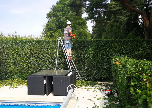 Professional garden maintenance hedge cutting box hedges and garden hedges in Uppingham Rutland