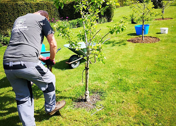 Planting fruit tree service in a garden near Oakham Rutland