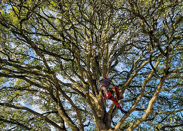 Professional arborist climbing a tree to remove deadwood from a tree in Stamford